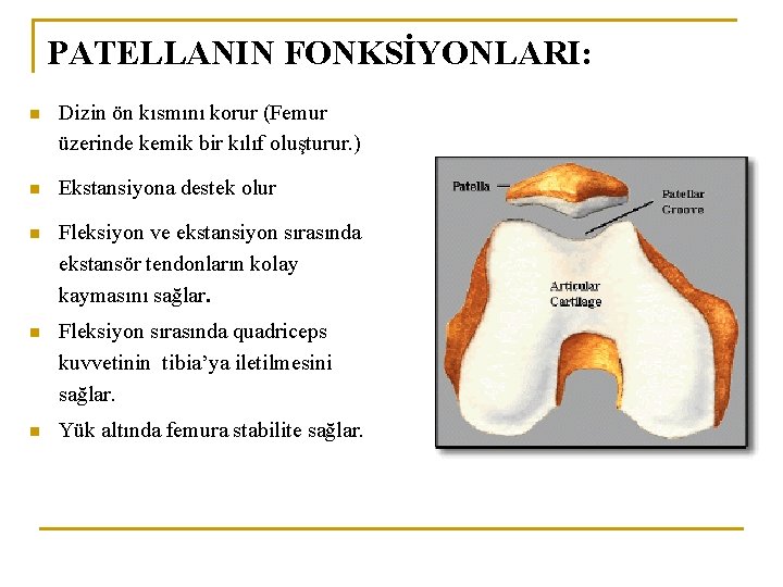 PATELLANIN FONKSİYONLARI: n Dizin ön kısmını korur (Femur üzerinde kemik bir kılıf oluşturur. ) PATELLANIN FONKSİYONLARI: n Dizin ön kısmını korur (Femur üzerinde kemik bir kılıf oluşturur. )