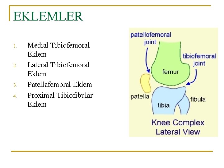 EKLEMLER 1. 2. 3. 4. Medial Tibiofemoral Eklem Lateral Tibiofemoral Eklem Patellafemoral Eklem Proximal EKLEMLER 1. 2. 3. 4. Medial Tibiofemoral Eklem Lateral Tibiofemoral Eklem Patellafemoral Eklem Proximal