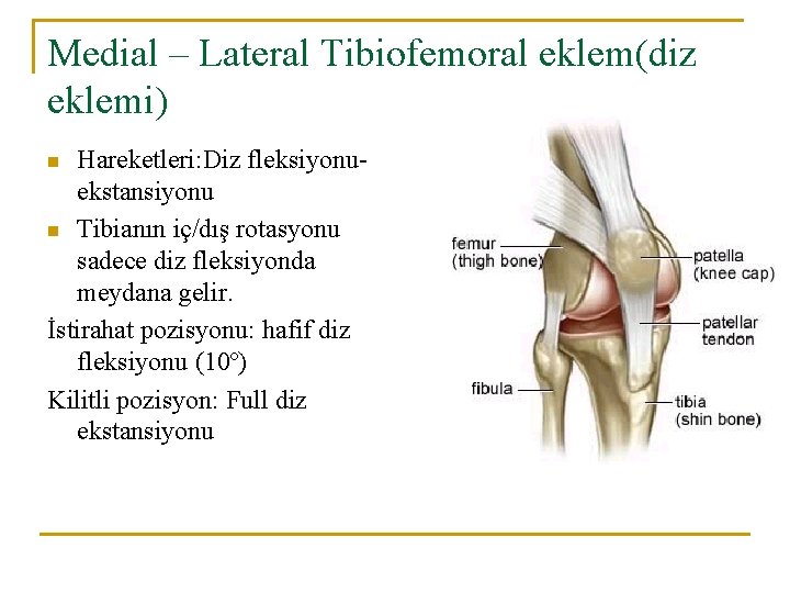 Medial – Lateral Tibiofemoral eklem(diz eklemi) Hareketleri: Diz fleksiyonuekstansiyonu n Tibianın iç/dış rotasyonu sadece Medial – Lateral Tibiofemoral eklem(diz eklemi) Hareketleri: Diz fleksiyonuekstansiyonu n Tibianın iç/dış rotasyonu sadece