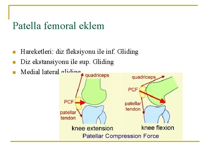 Patella femoral eklem n n n Hareketleri: diz fleksiyonu ile inf. Gliding Diz ekstansiyonu Patella femoral eklem n n n Hareketleri: diz fleksiyonu ile inf. Gliding Diz ekstansiyonu