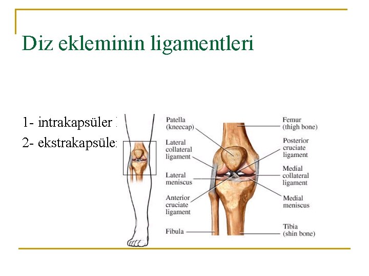 Diz ekleminin ligamentleri 1 - intrakapsüler Ligamentler 2 - ekstrakapsüler Ligamentler Diz ekleminin ligamentleri 1 - intrakapsüler Ligamentler 2 - ekstrakapsüler Ligamentler