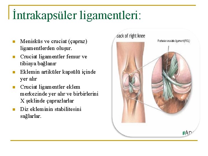 İntrakapsüler ligamentleri: n n n Menisküs ve cruciat (çapraz) ligamentlerden oluşur. Cruciat ligamentler femur İntrakapsüler ligamentleri: n n n Menisküs ve cruciat (çapraz) ligamentlerden oluşur. Cruciat ligamentler femur