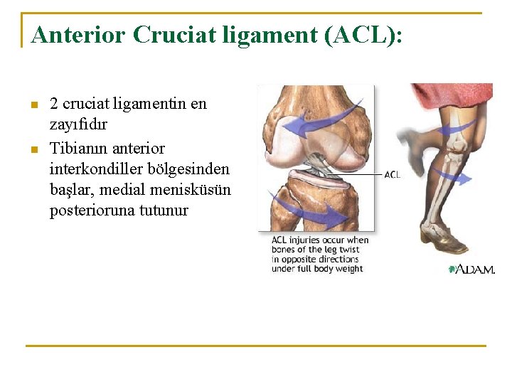 Anterior Cruciat ligament (ACL): n n 2 cruciat ligamentin en zayıfıdır Tibianın anterior interkondiller Anterior Cruciat ligament (ACL): n n 2 cruciat ligamentin en zayıfıdır Tibianın anterior interkondiller