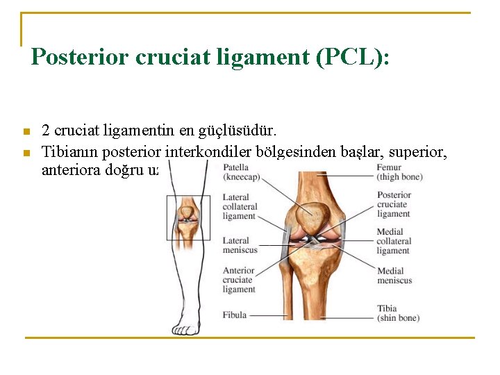 Posterior cruciat ligament (PCL): n n 2 cruciat ligamentin en güçlüsüdür. Tibianın posterior interkondiler Posterior cruciat ligament (PCL): n n 2 cruciat ligamentin en güçlüsüdür. Tibianın posterior interkondiler