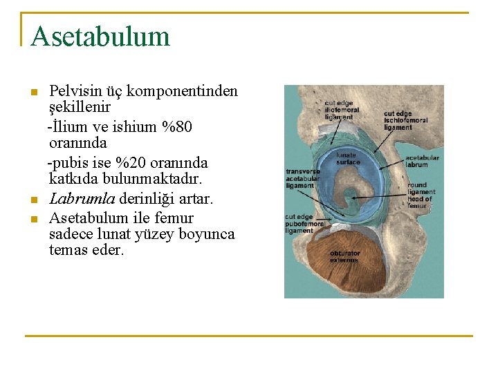 Asetabulum n n n Pelvisin üç komponentinden şekillenir -İlium ve ishium %80 oranında -pubis Asetabulum n n n Pelvisin üç komponentinden şekillenir -İlium ve ishium %80 oranında -pubis