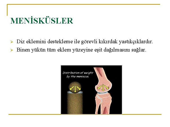 MENİSKÜSLER Ø Ø Diz eklemini destekleme ile görevli kıkırdak yastıkçıklardır. Binen yükün tüm eklem MENİSKÜSLER Ø Ø Diz eklemini destekleme ile görevli kıkırdak yastıkçıklardır. Binen yükün tüm eklem