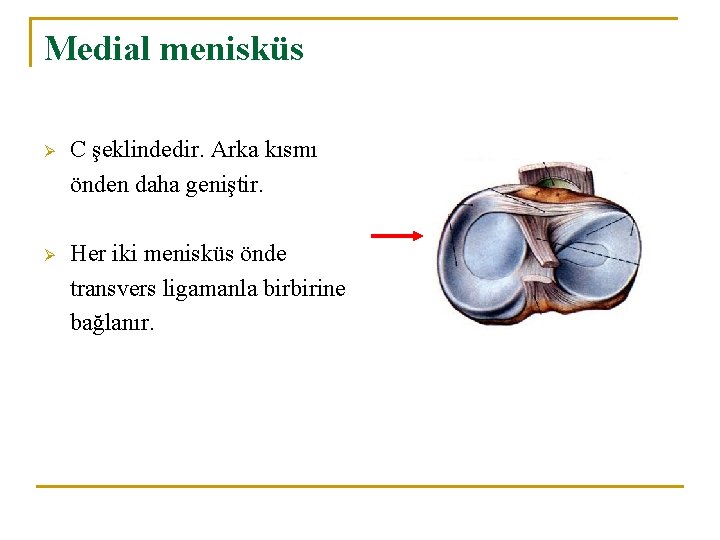Medial menisküs Ø C şeklindedir. Arka kısmı önden daha geniştir. Ø Her iki menisküs Medial menisküs Ø C şeklindedir. Arka kısmı önden daha geniştir. Ø Her iki menisküs
