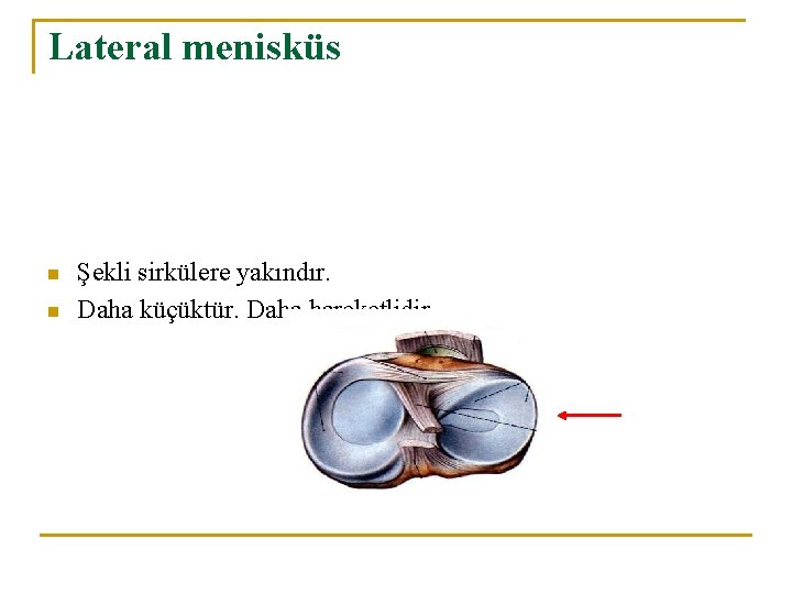 Lateral menisküs n n Şekli sirkülere yakındır. Daha küçüktür. Daha hareketlidir. Lateral menisküs n n Şekli sirkülere yakındır. Daha küçüktür. Daha hareketlidir.