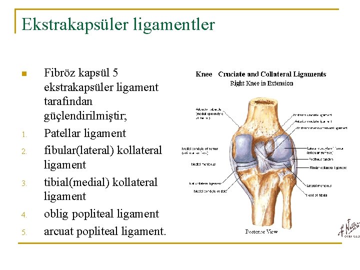 Ekstrakapsüler ligamentler n 1. 2. 3. 4. 5. Fibröz kapsül 5 ekstrakapsüler ligament tarafından Ekstrakapsüler ligamentler n 1. 2. 3. 4. 5. Fibröz kapsül 5 ekstrakapsüler ligament tarafından