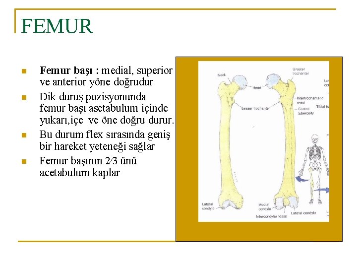 FEMUR n n Femur başı : medial, superior ve anterior yöne doğrudur Dik duruş FEMUR n n Femur başı : medial, superior ve anterior yöne doğrudur Dik duruş