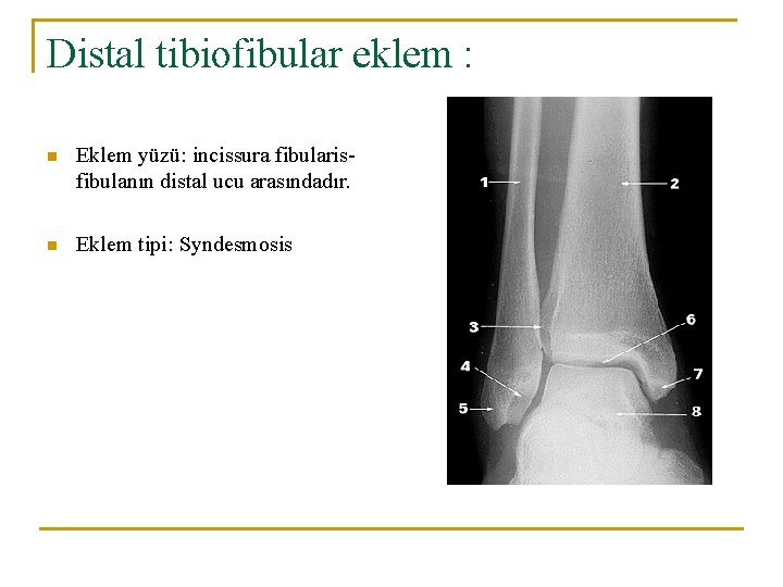 Distal tibiofibular eklem : n Eklem yüzü: incissura fibularisfibulanın distal ucu arasındadır. n Eklem Distal tibiofibular eklem : n Eklem yüzü: incissura fibularisfibulanın distal ucu arasındadır. n Eklem