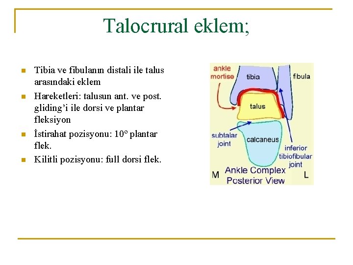 Talocrural eklem; n n Tibia ve fibulanın distali ile talus arasındaki eklem Hareketleri: talusun Talocrural eklem; n n Tibia ve fibulanın distali ile talus arasındaki eklem Hareketleri: talusun
