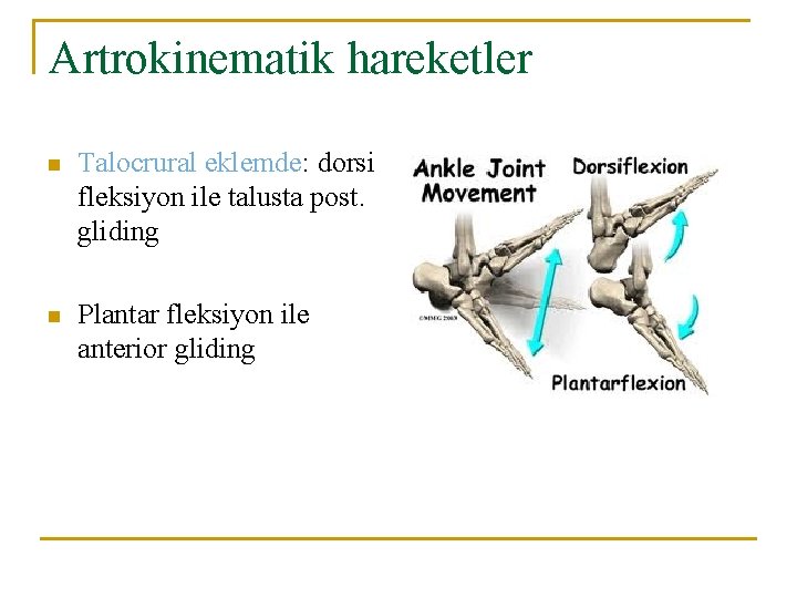 Artrokinematik hareketler n Talocrural eklemde: dorsi fleksiyon ile talusta post. gliding n Plantar fleksiyon Artrokinematik hareketler n Talocrural eklemde: dorsi fleksiyon ile talusta post. gliding n Plantar fleksiyon