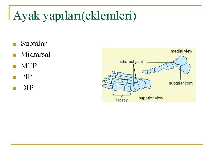 Ayak yapıları(eklemleri) n n n Subtalar Midtarsal MTP PIP DIP Ayak yapıları(eklemleri) n n n Subtalar Midtarsal MTP PIP DIP