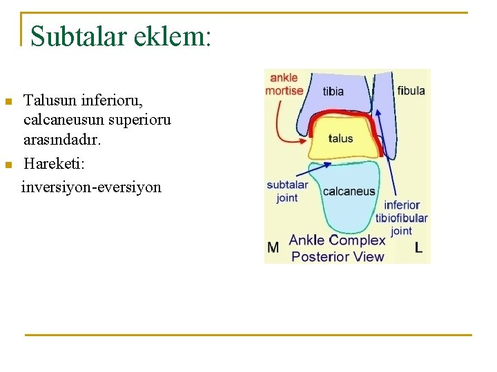 Subtalar eklem: n n Talusun inferioru, calcaneusun superioru arasındadır. Hareketi: inversiyon-eversiyon Subtalar eklem: n n Talusun inferioru, calcaneusun superioru arasındadır. Hareketi: inversiyon-eversiyon