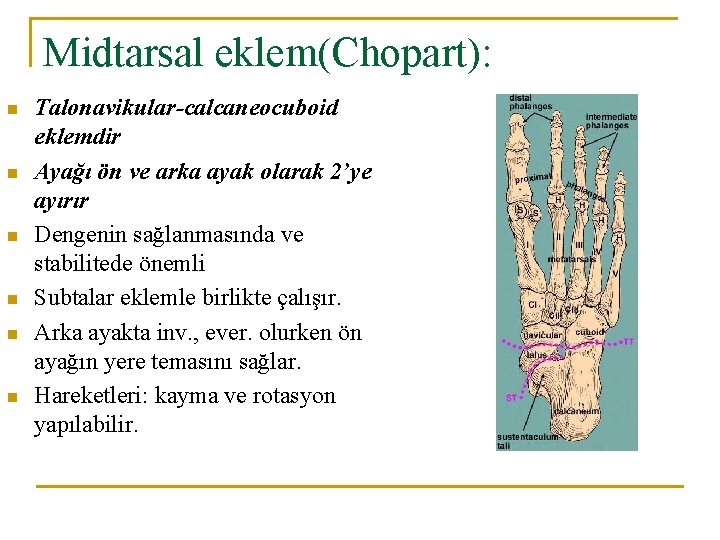 Midtarsal eklem(Chopart): n n n Talonavikular-calcaneocuboid eklemdir Ayağı ön ve arka ayak olarak 2’ye Midtarsal eklem(Chopart): n n n Talonavikular-calcaneocuboid eklemdir Ayağı ön ve arka ayak olarak 2’ye