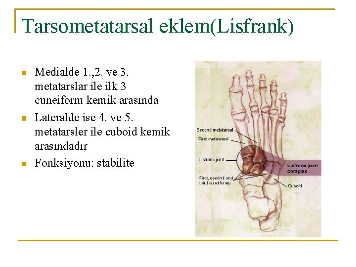 Tarsometatarsal eklem(Lisfrank) n n n Medialde 1. , 2. ve 3. metatarslar ile ilk Tarsometatarsal eklem(Lisfrank) n n n Medialde 1. , 2. ve 3. metatarslar ile ilk