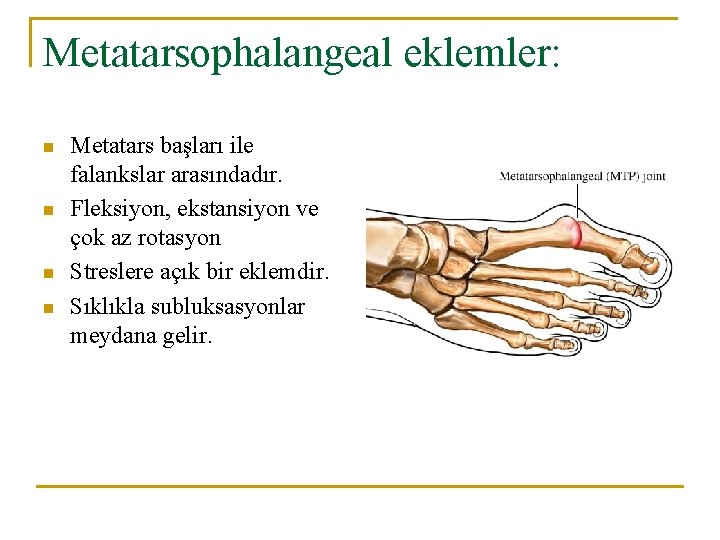 Metatarsophalangeal eklemler: n n Metatars başları ile falankslar arasındadır. Fleksiyon, ekstansiyon ve çok az Metatarsophalangeal eklemler: n n Metatars başları ile falankslar arasındadır. Fleksiyon, ekstansiyon ve çok az