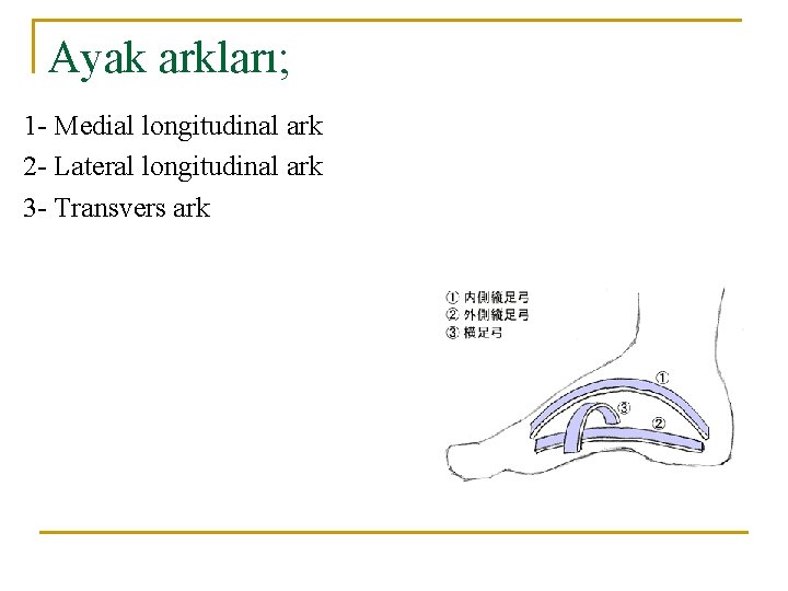 Ayak arkları; 1 - Medial longitudinal ark 2 - Lateral longitudinal ark 3 - Ayak arkları; 1 - Medial longitudinal ark 2 - Lateral longitudinal ark 3 -