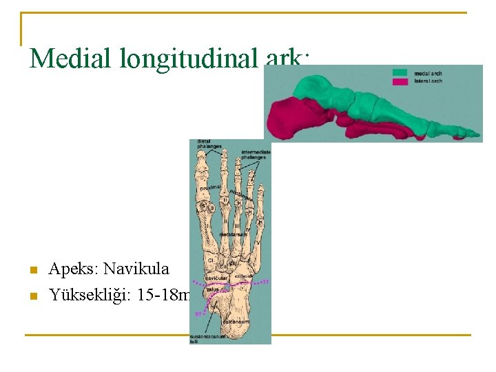 Medial longitudinal ark: n n Apeks: Navikula Yüksekliği: 15 -18 mm Medial longitudinal ark: n n Apeks: Navikula Yüksekliği: 15 -18 mm