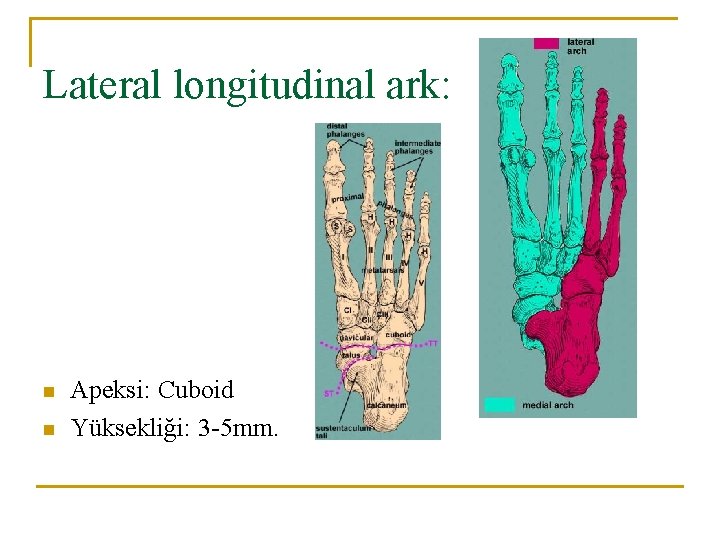 Lateral longitudinal ark: n n Apeksi: Cuboid Yüksekliği: 3 -5 mm. Lateral longitudinal ark: n n Apeksi: Cuboid Yüksekliği: 3 -5 mm.
