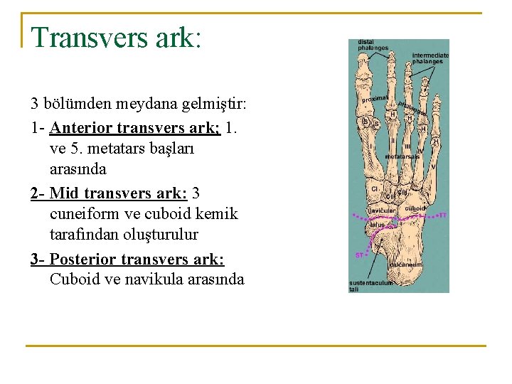 Transvers ark: 3 bölümden meydana gelmiştir: 1 - Anterior transvers ark; 1. ve 5. Transvers ark: 3 bölümden meydana gelmiştir: 1 - Anterior transvers ark; 1. ve 5.