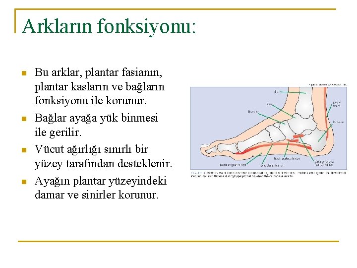 Arkların fonksiyonu: n n Bu arklar, plantar fasianın, plantar kasların ve bağların fonksiyonu ile Arkların fonksiyonu: n n Bu arklar, plantar fasianın, plantar kasların ve bağların fonksiyonu ile
