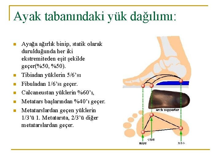 Ayak tabanındaki yük dağılımı: n n n Ayağa ağırlık binip, statik olarak durulduğunda her Ayak tabanındaki yük dağılımı: n n n Ayağa ağırlık binip, statik olarak durulduğunda her