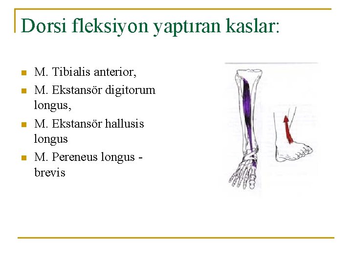 Dorsi fleksiyon yaptıran kaslar: n n M. Tibialis anterior, M. Ekstansör digitorum longus, M. Dorsi fleksiyon yaptıran kaslar: n n M. Tibialis anterior, M. Ekstansör digitorum longus, M.