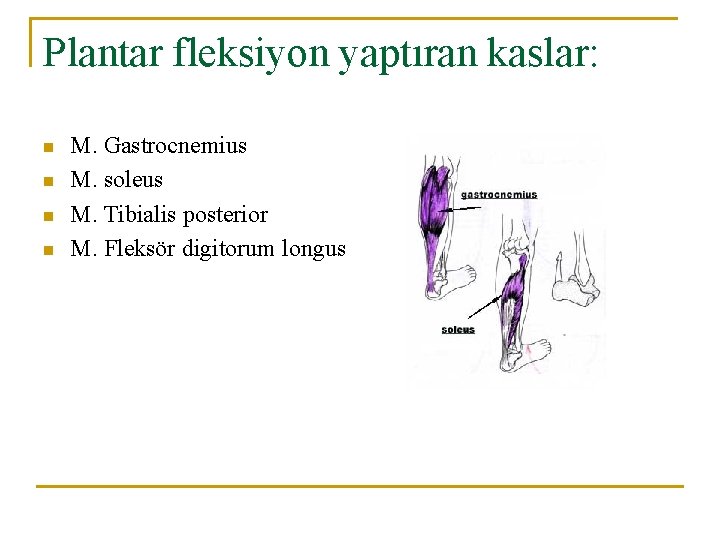 Plantar fleksiyon yaptıran kaslar: n n M. Gastrocnemius M. soleus M. Tibialis posterior M. Plantar fleksiyon yaptıran kaslar: n n M. Gastrocnemius M. soleus M. Tibialis posterior M.