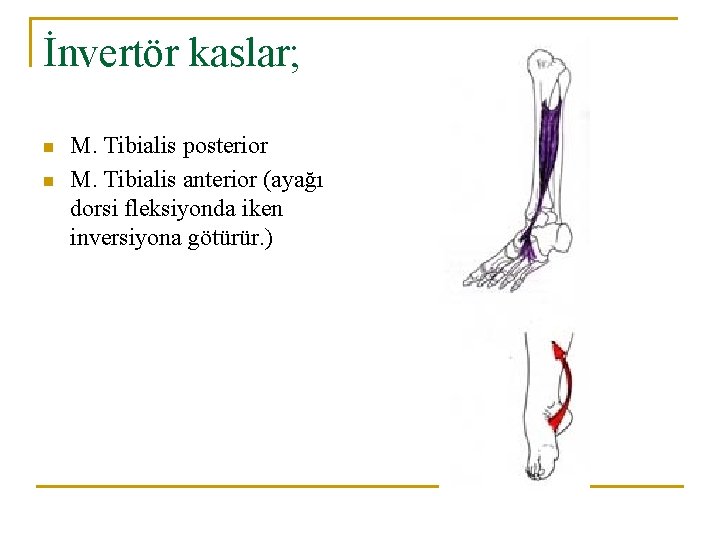 İnvertör kaslar; n n M. Tibialis posterior M. Tibialis anterior (ayağı dorsi fleksiyonda iken İnvertör kaslar; n n M. Tibialis posterior M. Tibialis anterior (ayağı dorsi fleksiyonda iken