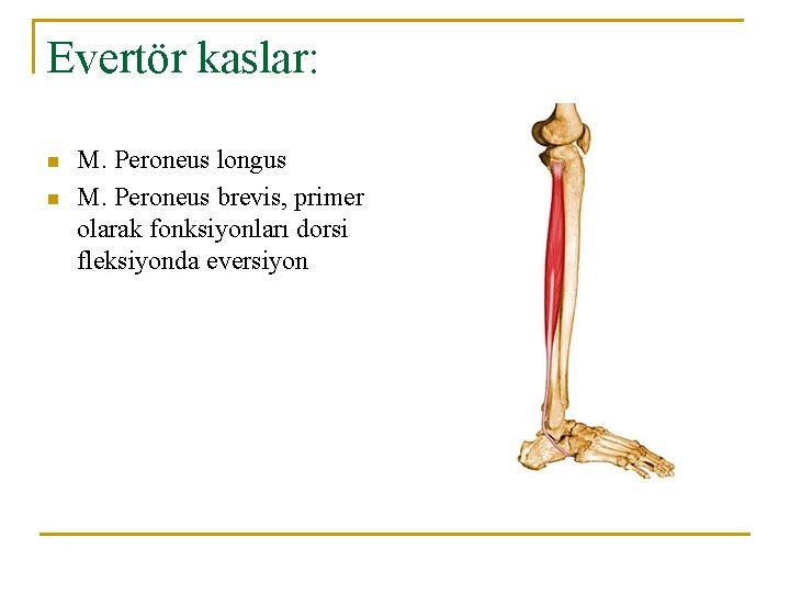 Evertör kaslar: n n M. Peroneus longus M. Peroneus brevis, primer olarak fonksiyonları dorsi Evertör kaslar: n n M. Peroneus longus M. Peroneus brevis, primer olarak fonksiyonları dorsi
