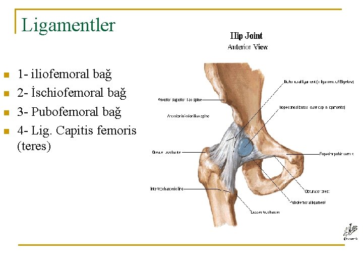 Ligamentler n n 1 - iliofemoral bağ 2 - İschiofemoral bağ 3 - Pubofemoral Ligamentler n n 1 - iliofemoral bağ 2 - İschiofemoral bağ 3 - Pubofemoral