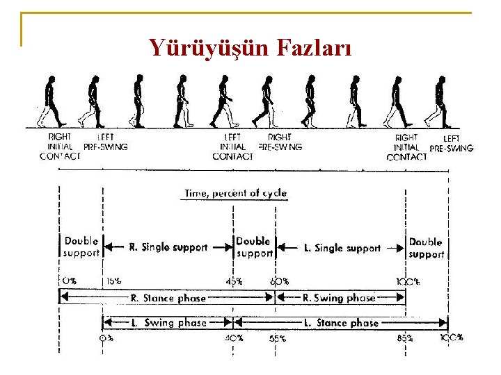 Yürüyüşün Fazları Yürüyüşün Fazları