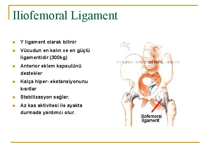 Iliofemoral Ligament n Y ligament olarak bilinir n Vücudun en kalın ve en güçlü Iliofemoral Ligament n Y ligament olarak bilinir n Vücudun en kalın ve en güçlü