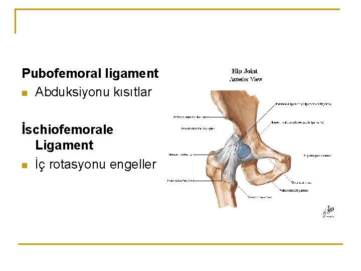 Pubofemoral ligament n Abduksiyonu kısıtlar İschiofemorale Ligament n İç rotasyonu engeller Pubofemoral ligament n Abduksiyonu kısıtlar İschiofemorale Ligament n İç rotasyonu engeller