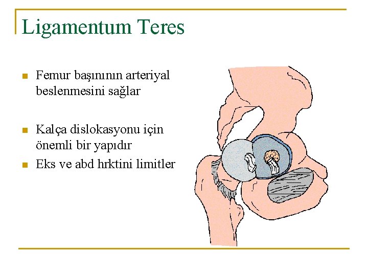 Ligamentum Teres n Femur başınının arteriyal beslenmesini sağlar n Kalça dislokasyonu için önemli bir Ligamentum Teres n Femur başınının arteriyal beslenmesini sağlar n Kalça dislokasyonu için önemli bir