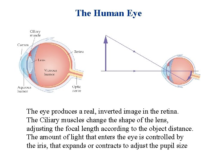 The Human Eye The eye produces a real, inverted image in the retina. The