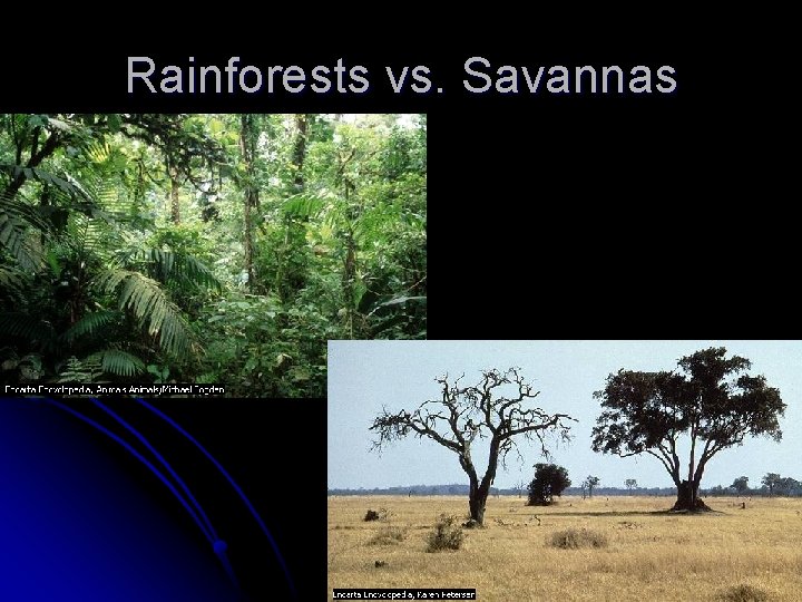 Rainforests vs. Savannas 