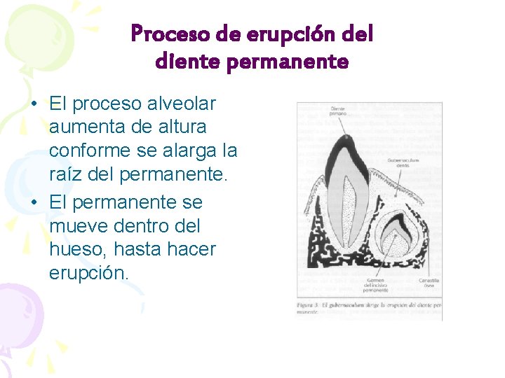 Proceso de erupción del diente permanente • El proceso alveolar aumenta de altura conforme