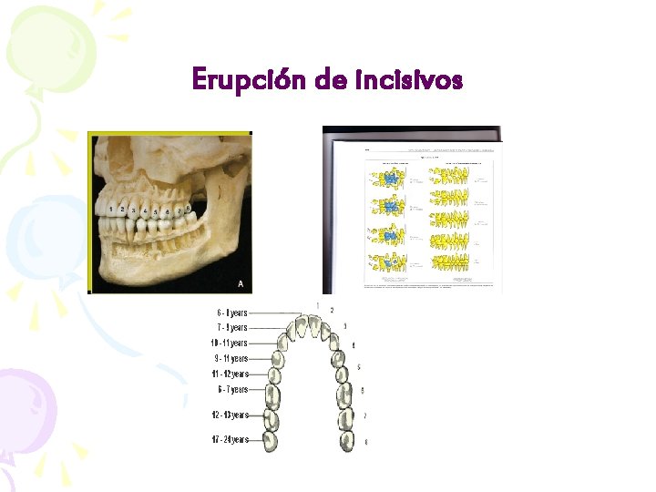 Erupción de incisivos 