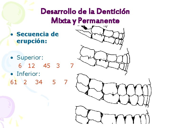 Desarrollo de la Dentición Mixta y Permanente • Secuencia de erupción: • Superior: 6