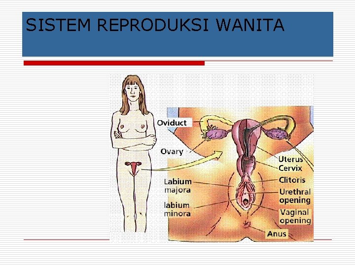 SISTEM REPRODUKSI WANITA 