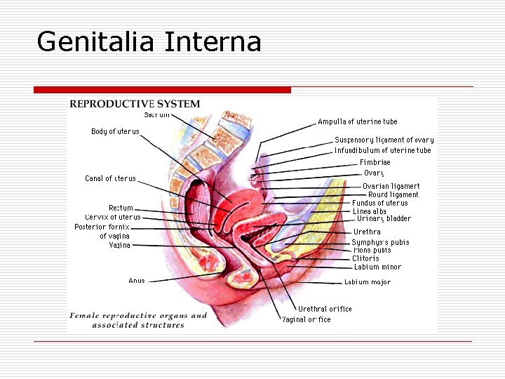 Genitalia Interna 