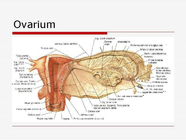 Ovarium 