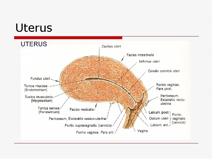 Uterus 