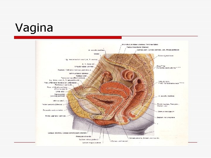 Vagina 
