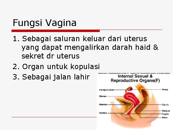 Fungsi Vagina 1. Sebagai saluran keluar dari uterus yang dapat mengalirkan darah haid &