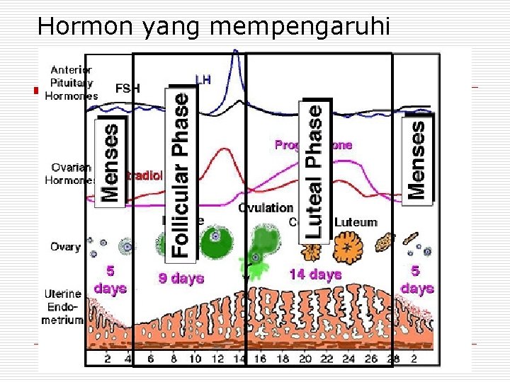 Hormon yang mempengaruhi 