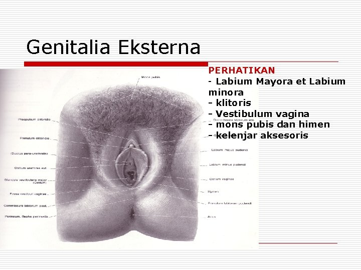 Genitalia Eksterna PERHATIKAN - Labium Mayora et Labium minora - klitoris - Vestibulum vagina